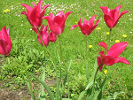 Fotoblog tola556