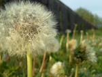 Fotoblog madsom