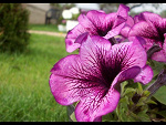 Fotoblog xxfotoxxpszczolaxx