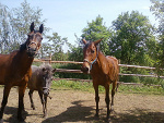 Fotoblog marchewkowoo