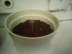 Fotoblog cannabisfarm