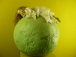 Fotoblog risveglio