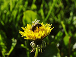 Fotoblog amorvitae