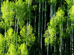 Fotoblog cytryniarz