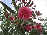 Fotoblog anidonnaanijackie