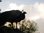 Fotoblog tygrysek7