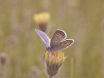 Fotoblog miodowaslomka