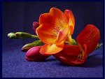 Fotoblog lelo07