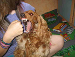 Fotoblog smalec