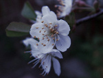 Fotoblog deslarme