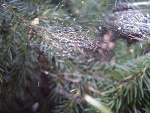 Fotoblog photoismylive
