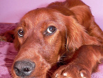 Fotoblog sweet1223