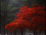 Fotoblog patrykcisiu