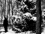 Fotoblog parkway