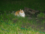 Fotoblog sparalizowana