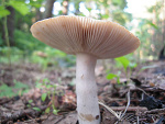 Fotoblog nicephore