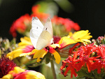 Fotoblog buu15