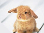 Fotoblog candylol