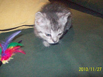 Fotoblog bitwanaglosy102298