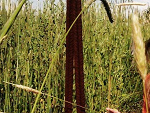Fotoblog roullette