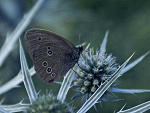 Fotoblog trueblue