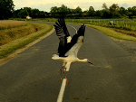 Fotoblog rastabus