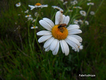 Fotoblog fateandhope