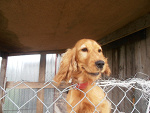 Fotoblog dog1255