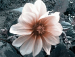 Fotoblog notbeforetime