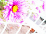 Fotoblog hopeforthebest