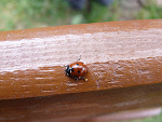 Fotoblog fiooleetoowa