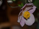 Fotoblog gruszka95