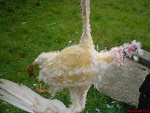 Fotoblog ave66