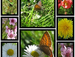 Fotoblog dontusemeimnotadoll