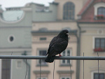 Wpis czarnykoteczek