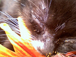 Fotoblog siunia1177