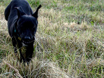 Fotoblog essenceofblackberry