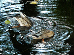 Fotoblog shithappensx3