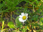 Fotoblog trussskawka992