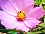 Fotoblog inferos
