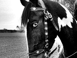 Fotoblog pothims