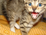 Fotoblog misieeeeeek