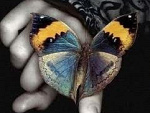 Fotoblog akukubutterfly
