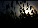 Fotoblog mrdeathproof