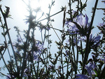 Fotoblog niebiesska103