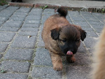 Fotoblog pieski333