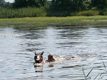 Fotoblog tezea