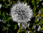 Fotoblog averageperson