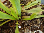 Fotoblog snake2000