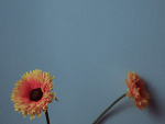Fotoblog flowerbloom